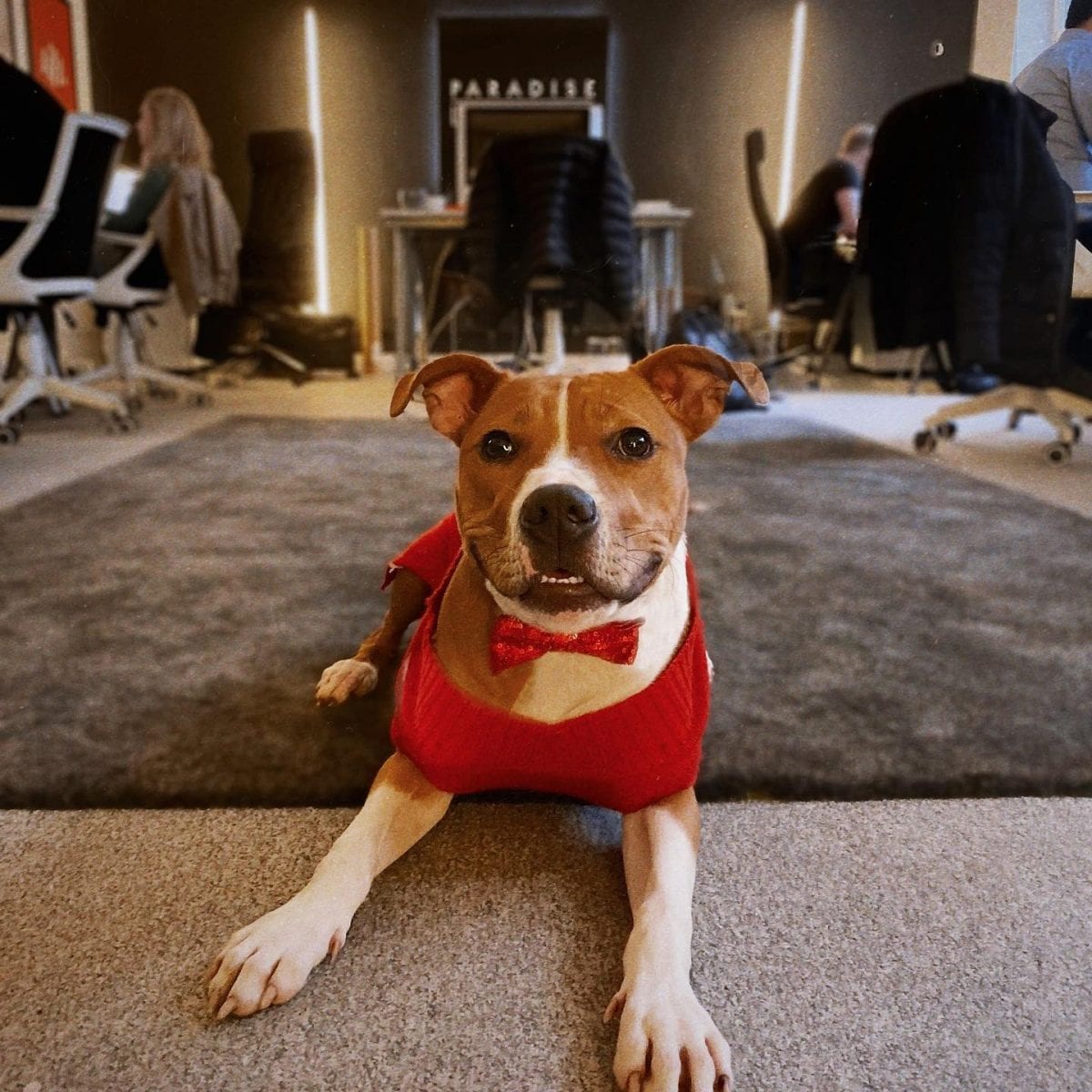 Lola the Paradise dog, a Staffy, lying on a rug